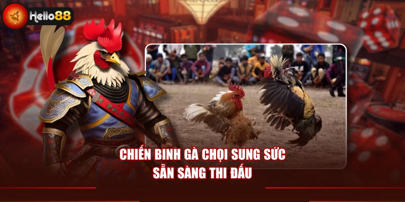 Chiến binh gà chọi sung sức sẵn sàng thi đấu
