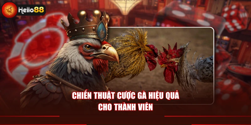 Chiến thuật cược gà hiệu quả cho thành viên