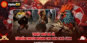 Thuật Ngữ Đá Gà - Từ Điển Chuyên Ngành Cho Dân Chơi Sành