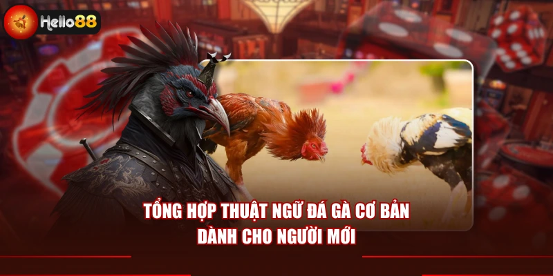 Tổng hợp thuật ngữ đá gà cơ bản dành cho người mới